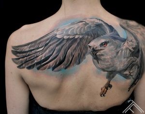 hawk-bird-wing-putns-vanags-spalvas-tattoofrequency-riga-maksla-art