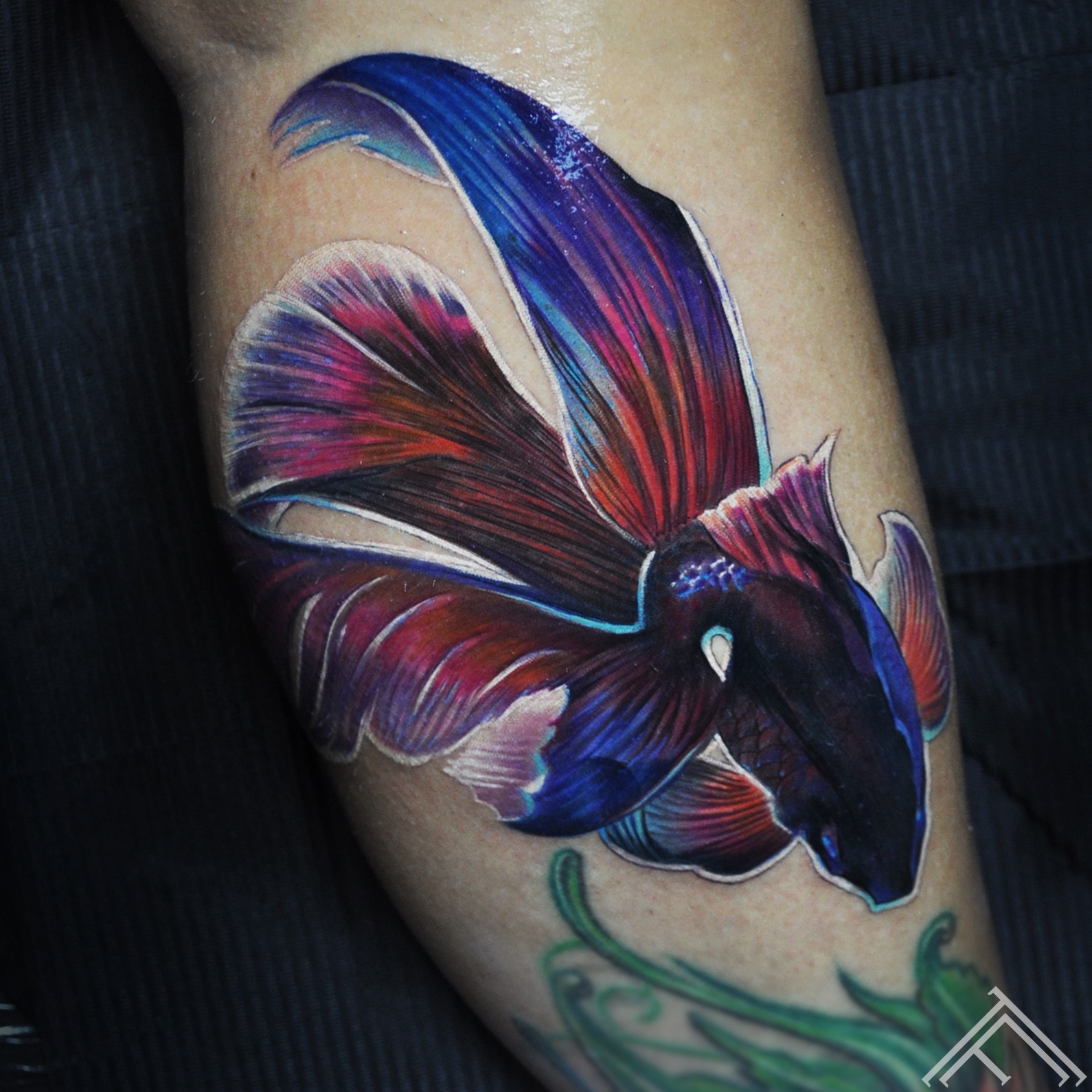 siamese-fighting- fish-zivs-tattoo-tattoofrequency – TattooFrequency ...